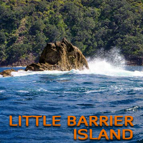 Little Barrier Island Dive Trip (2 Dive Trip)