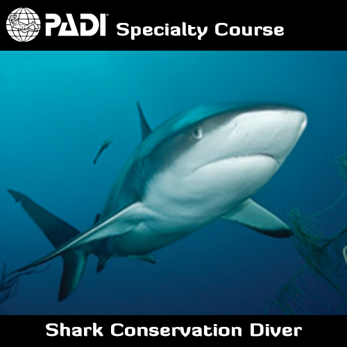 PADI Shark Conservation Diver Speciality